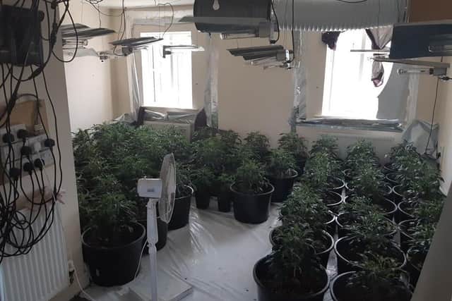 Cannabis seized by police in Hargate Way. Photo: Cambridgeshire police