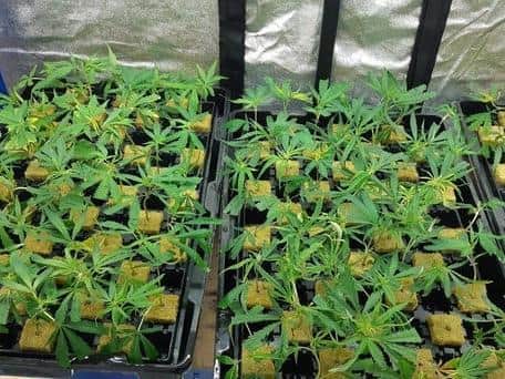 Drugs which were seized in Welland by police. Photo: Cambridgeshire police