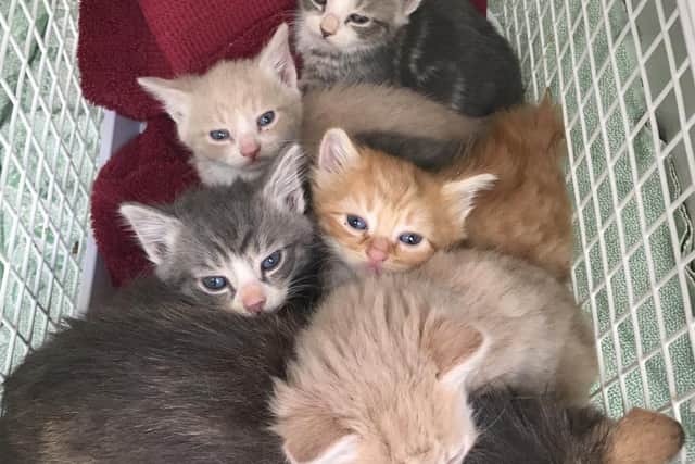 Some of the cats rescued by the RSPCA