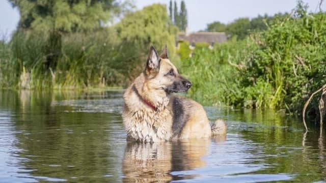 Dog owners are being warned about the presence of the algae