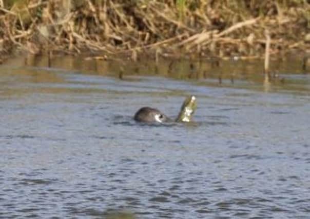 Lunch time! "Sammy" the seal enjoys his lunch in this photo from PT reader David Watling