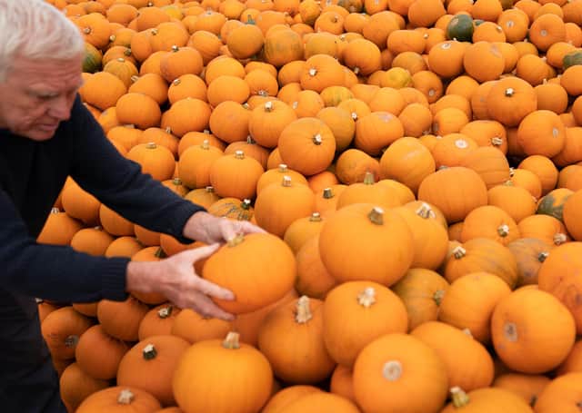 Pumpkins are stacked at Oakley Farms near Wisbech, where the seasonal vegetable is grown for British supermarkets including Tesco, who are anticipating demand to be very strong this year following the disappointment of Halloween parties being cancelled in 2020 due to lockdown. Picture: PA Wire