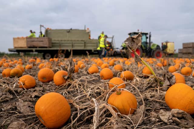 Workers harvesting a field of pumpkins at Oakley Farms near Wisbech in Cambridgeshire. Picture: PA Wire