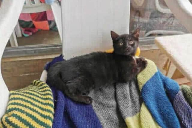 I'm Carson and I was born at Block Fen. During my time here I have been a little poorly with cat flu but now I am much better and ready to find a new home. I can be a little bit shy at first around people but am much more confident when we are together so we are hoping that we can be rehomed with our siblings: Evie and Violet. When we are awake we are very active and love to play so having some human play friends who are used to animals would be great. We would need a room where we can live and play safely , but have quiet when we need to get our rest that we need to help us grow. Beacuse we have has cat flu we are unable to live with any pre -existing cats but could potentially live with a calm dog that has been used to cats.