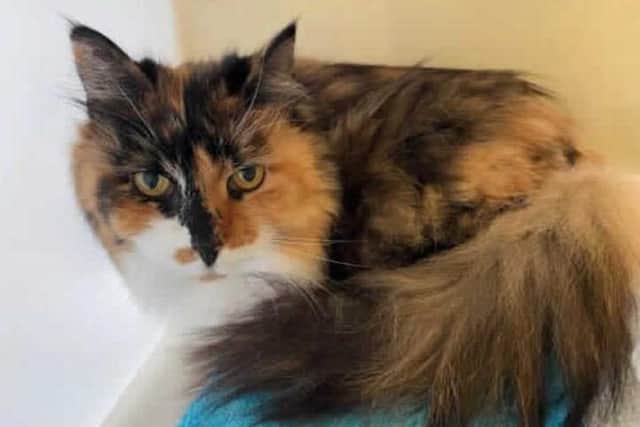 This little darling is Mo. She came into us requiring some veterinary treatment and needing some much needed TLC after being quite matted. She is now looking for her forever home where she can settle and have lots of afternoon naps in the sun.

Mo is initially a very worried girl, but once you have spend some time with her, reassuring her, giving her a fuss and a stroke she has a lot of love to give! She is a very sweet girl and will take treats from your hand. Mo requires an adult only home with no other animals. Due to her shy nature we think that a nice quiet home on her own would be best suited where she can have all of the attention and dreamies to herself.

Mo will just need that little bit of extra time to settle into her new home. Once you give her the time and patience that she needs, she will be a very loving member of the family. Mo has got a low grade Heart Murmur so potential adopters will need to speak to the vet regarding this.