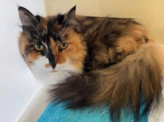 This little darling is Mo. She came into us requiring some veterinary treatment and needing some much needed TLC after being quite matted. She is now looking for her forever home where she can settle and have lots of afternoon naps in the sun.

Mo is initially a very worried girl, but once you have spend some time with her, reassuring her, giving her a fuss and a stroke she has a lot of love to give! She is a very sweet girl and will take treats from your hand. Mo requires an adult only home with no other animals. Due to her shy nature we think that a nice quiet home on her own would be best suited where she can have all of the attention and dreamies to herself.

Mo will just need that little bit of extra time to settle into her new home. Once you give her the time and patience that she needs, she will be a very loving member of the family. Mo has got a low grade Heart Murmur so potential adopters will need to speak to the vet regarding this.