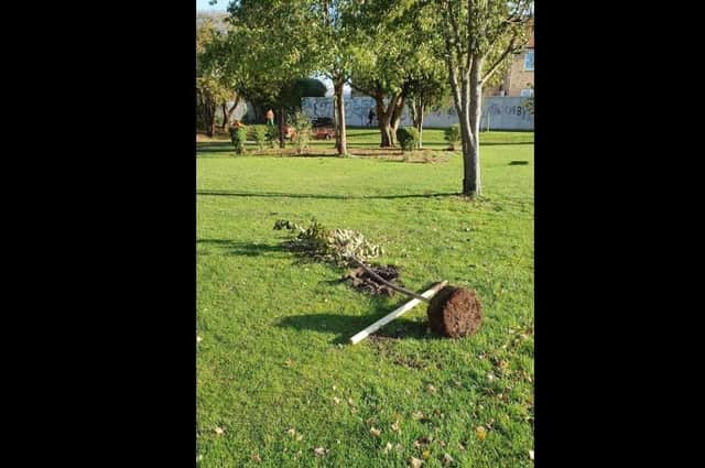 One of the vandalised trees on Middletons Road Recreation Ground in Yaxley.