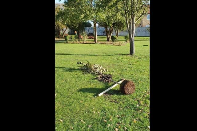 One of the vandalised trees on Middletons Road Recreation Ground in Yaxley.