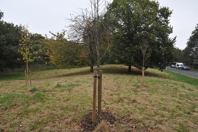 The council has set a target to plant more trees in the city