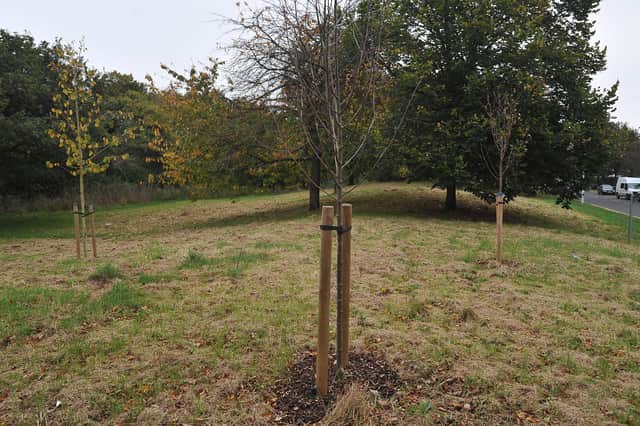 New trees will be planted in greater numbers across Peterborough.