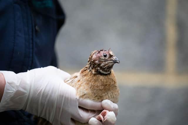 A generic image of a quail supplied by RSPCA