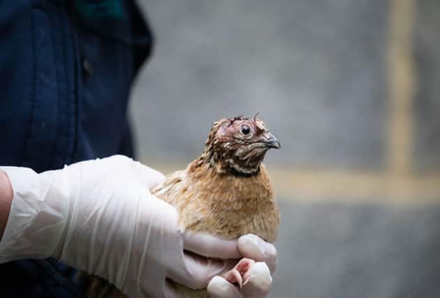 A generic image of a quail supplied by RSPCA