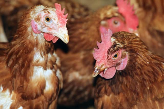 Rules are being put in place to stop the spread of bird flu