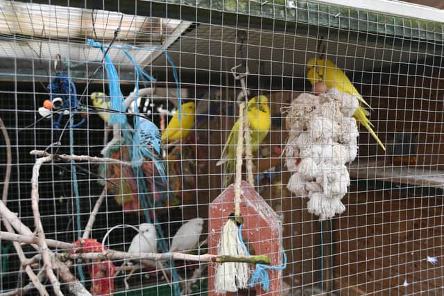 Barry Bridgewater's budgies in a shed in his back garden.