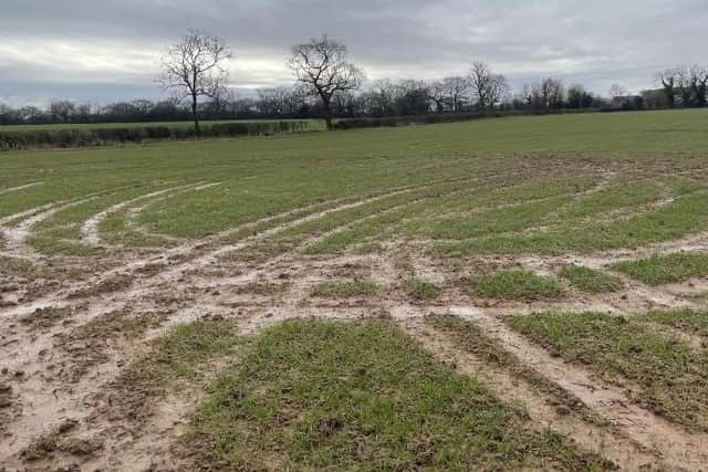 Damage caused by hare coursers to a field.