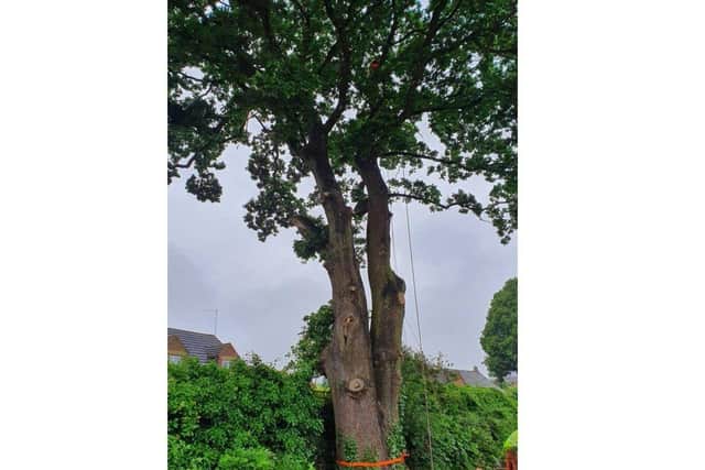 The oak tree in Bretton.