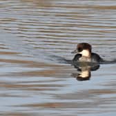 Smew – small numbers visit the UK from Scandinavia and Russia in winter