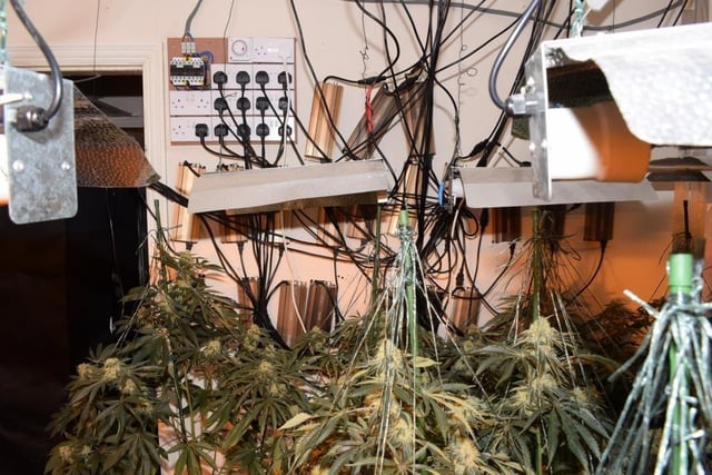 Cannabis ‘gardener; jailed after cannabis factory found at Peterborough ...