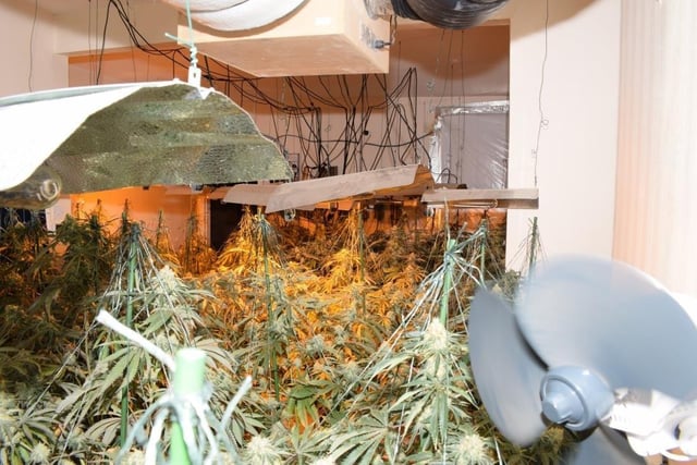 Cannabis ‘gardener; jailed after cannabis factory found at Peterborough ...
