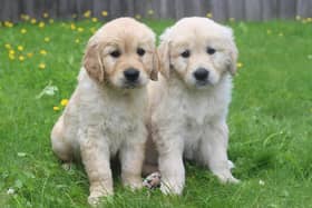 Can you offer a home to a guide dog puppy?