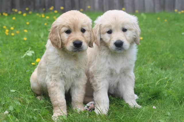 Can you offer a home to a guide dog puppy?