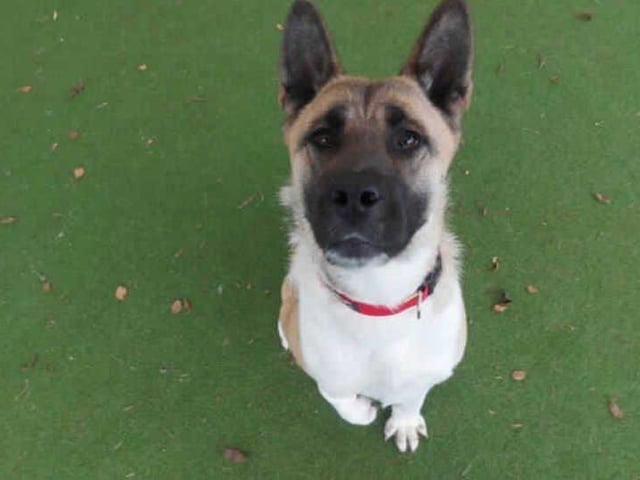 This sweet girl is Skye. She came into our care after being found as a stray. Whilst small for her breed, she certainly makes up for it in personality. This cheeky girl loves to play and run about! She is incredibly gentle natured and will offer you a paw in exchange for a fuss.
Skye has a deformed front leg, we believe her leg has more than likely been like this her whole life. Although it's a little strange to look at, it doesn't cause her any problems at the moment and she actually uses it especially when she is running!
Skye can be quite strong on the lead. Because of this, we have trained her to walk on a headcollar. This makes her a lot easier to walk. She will need to continue this training with her adopters. Skye shows little interest in other dogs and shows no aggression. After a quick hello, she will continue on her way. Because of this, we think she would prefer to be the only dog in the home.