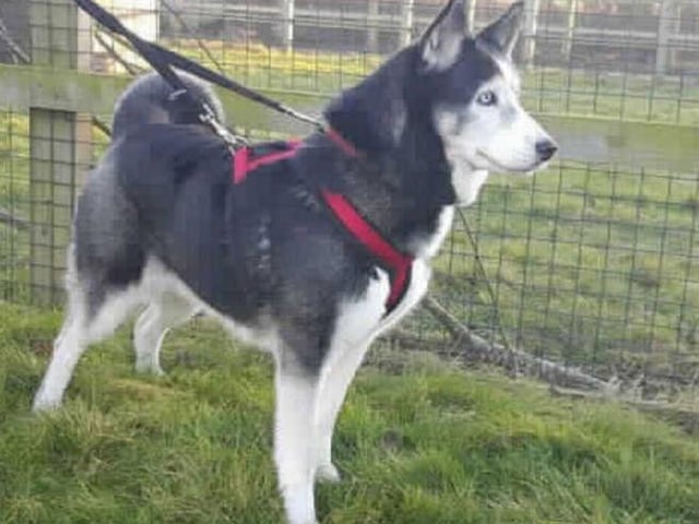 RADLEY
This handsome man came to us due to his previous owners having some personal family problems meaning he needed to be rehomed. Because of this we know he has lived in a home before. He is very cuddly and loves the company of people more than other animals.
Radley knows the basic commands of sit, however he will need further training to learn new commands. We believe he is house trained, but he will likely need to be given time to adjust to living back in a home and we can't guarantee he will be house trained.
Radley enjoys the company of people the most; he loves a good fuss. He has shown some positive interest in dogs but we feel he would be best suited in a home with no other pets, guaranteeing he would get the attention he needs.