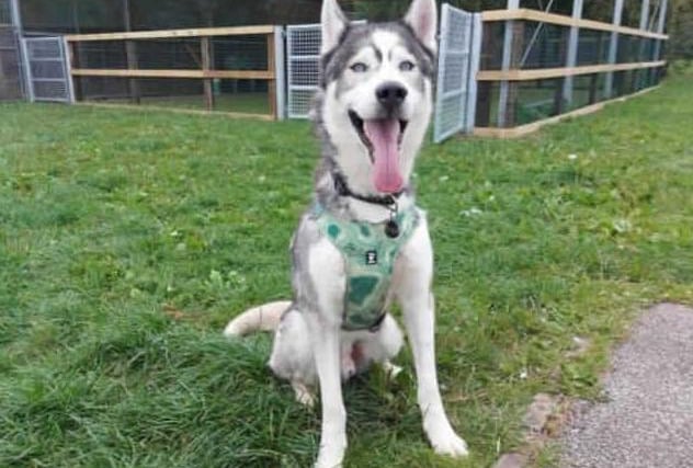 Meet our beautiful boy Reggie. Reggie came to us from a RSPCA branch after needing some more structured training. After being assessed by our team and taking some time to learn how to behave, we are happy to try find him his forever home! Reggie does have an eye condition that can be discussed further with the veterinary team.

Reggie is looking for a home with Husky experience as he has bundles of energy, high prey drive and loves to sing. He is an incredibly loving boy who has plenty of sass and that typical husky dramatic personality.

We are looking for a home with no other pets for Reggie as he requires a lot of attention, although he is sociable with other dogs. Reggie will need an adult only home, although we could consider homes with children aged 16+. This would be based on introductions made at the centre.
