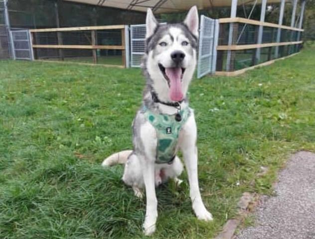 Meet our beautiful boy Reggie. Reggie came to us from a RSPCA branch after needing some more structured training. After being assessed by our team and taking some time to learn how to behave, we are happy to try find him his forever home! Reggie does have an eye condition that can be discussed further with the veterinary team.
Reggie is looking for a home with Husky experience as he has bundles of energy, high prey drive and loves to sing. He is an incredibly loving boy who has plenty of sass and that typical husky dramatic personality.
We are looking for a home with no other pets for Reggie as he requires a lot of attention, although he is sociable with other dogs. Reggie will need an adult only home, although we could consider homes with children aged 16+. This would be based on introductions made at the centre.