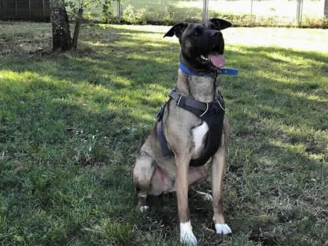 Alfie is a gorgeous young boy who is looking for loving family. He came from another animal centre and is now desperate to find a new permanent home after spending such a long period of time in a kennel environment.
Alfie is a big goofball who loves having a mad five minutes and ending up squished under your arm for a cuddle. He is very intelligent and knows a vast amount of commands which he is happy to show you for a good treat or some peanut butter. Alfie walks nicely on lead but can sometimes get a little anxious walking past unknown dogs and will mouth his lead. We believe this behaviour is frustration and once he is off site he is much calmer. We have managed to mix him with other dogs here at the centre and with slow and gradual introductions, he enjoys a good rough and tumble.