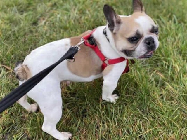 **Amelie has been returned to our centre due to her behaviour around other dogs, please read her write up fully before applying to rehome her as she has some very specific requirements**
This little sweetie arrived in our care as she was found living in unsuitable conditions. It's quite possible that poor Amelie has never lived in a home before and will therefore quite possibly need full training from scratch.
On arrival, it was discoverd that Amelie was struggling with her breathing and has since gone on to have BOAS surgery at one of our animal hospitals to help her cope better. This has given Amelie a much better quality of life however new owners will need to monitor her breathing in the future especially during the summer months.