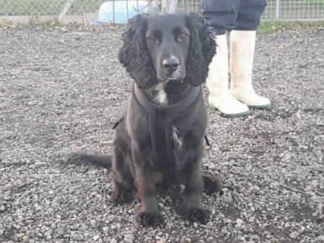 **Bruno has very specific requirements, please read them fully and only apply if you fit the criteria**
This handsome boy came into our care after he was seized by the police along with multiple other dogs. The conditions the dogs were living in were pretty awful. We have no idea how long they had been living like this nor do we have any history to say whether or not they have ever lived in a home environment.
Bruno is athletic and active with bags of energy. He¿s a lot of fun! On walks his nose is constantly working and he¿s really responsive to training. He knows some basic commands: Sit, down, wait, come and watch me.
Bruno was rehomed by us recently but sadly returned a short time later due to some behavioural issues. We are therefore looking for experienced new owners who will initially work alongside our behaviour team to give Bruno the best possible start in his new home.
