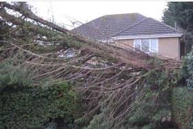 This tree blocked a drive on Melrose Drive. Pic: PT reader