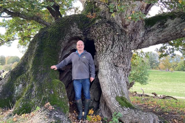 Head forester Peter Glassey with an ancient oak tree at Burghley House