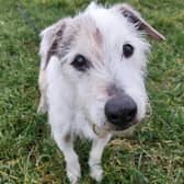 Martin is a sweet 12-year-old (approx) Terrier crossbreed who is looking for his forever home.
Martin is a lovely boy who is out in a foster home currently where he is loving having a warm bed and lots of cuddles and love. He is looking for a home where he can spend his retirement years being showered with love.
Martin has had a dental operation and is recovering well. He enjoys his walks and is good on the lead. He travels well in the car and loves to go on adventures. Martin will make a lovable member of the family.
(Photo: RSPCA - https://www.rspca.org.uk/findapet/details/-/Animal/MARTIN/ref/BSA2110087/rehome)