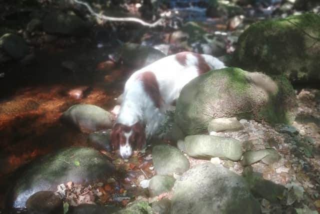 Raic enjoying a walk.