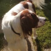 Robert Mapletoft, 75, of Lakeside, Peterborough,will be showing his Irish red and white setter Raic at Crufts.