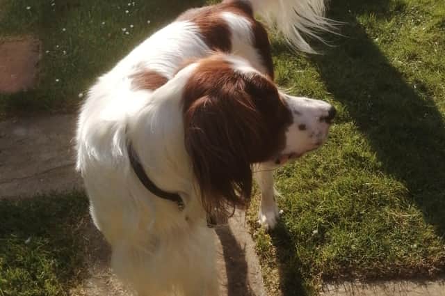 Robert Mapletoft, 75, of Lakeside, Peterborough,will be showing his Irish red and white setter Raic at Crufts.