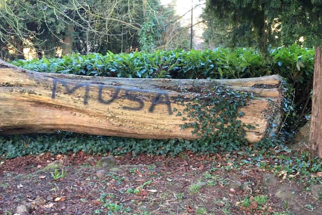 Trees damaged by vandal. Pic: Richard Ferris