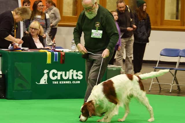 Raic came away with a rosette for first place in the Irish Red and White Setter Post Graduate class.