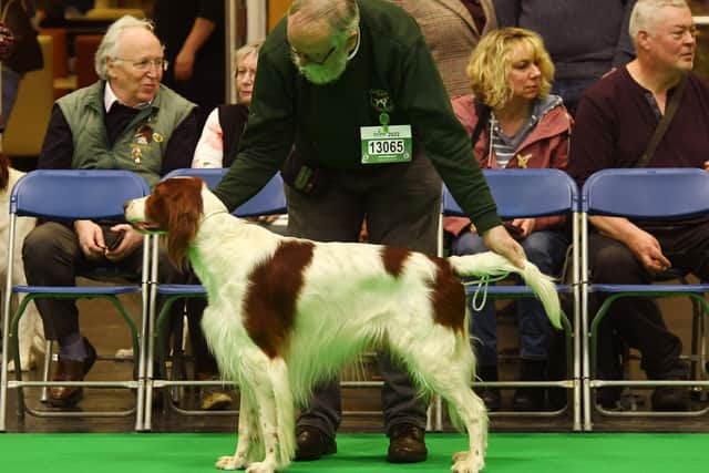Raic competed against a dog called Fletcher, who is his cousin.