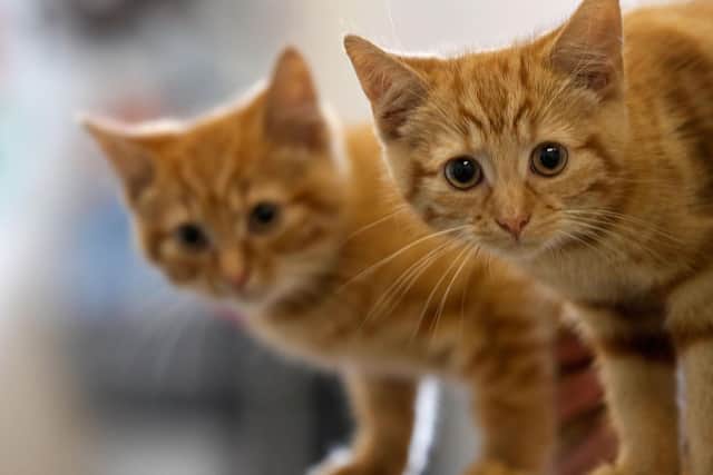 Owners of cats must have their pets microchipped or face a £500 fine (image: Getty)
