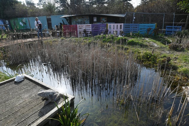 The wildlife pond area at the Green Backyard.