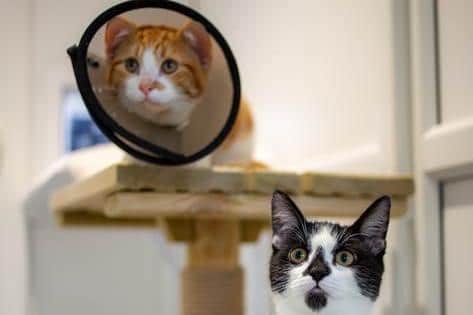 The adaptable units at the centre meant brother and sister Jude and Darla could stay together in two interlinking units.