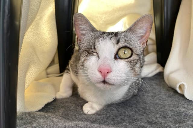 Could you provide these cats with the home they deserve?