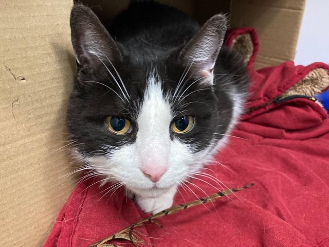 Badger is a domestic short hair cat. His is 10 year and was admitted to the centre in February 2022