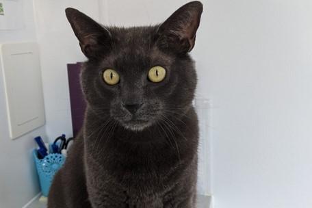 Burmy is a domestic short hair cat. He is 7 years and was admitted to the centre in March 2022.