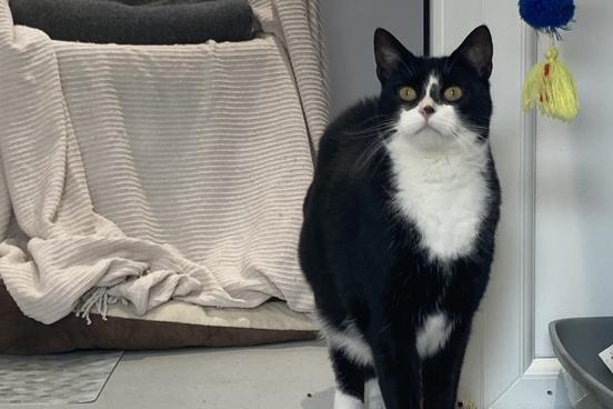 Domestic is a short hair cat. She is five years and was admitted to the centre in March 2022.
