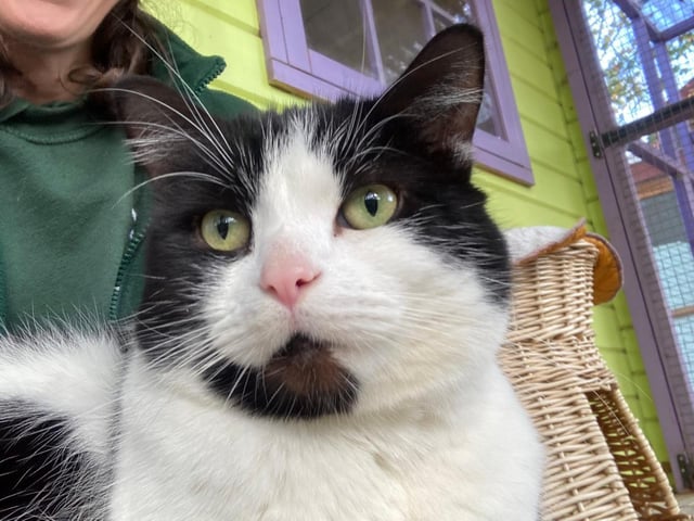 Freddie is a domestic short hair. He is 4 years 3 months and was admitted to to the centre in July 2021.