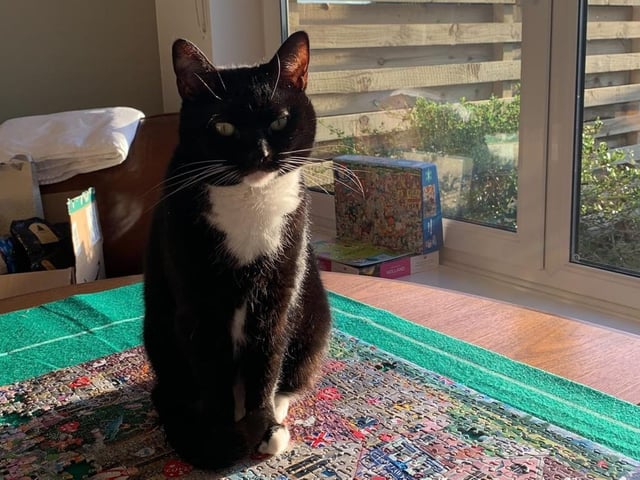 Princess is a domestic short hair cat. She is 9 years 9 months and was admitted to the centre in July 2021.